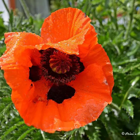 Fruehstueckspension Lemberger 3* Dellach im Drautal