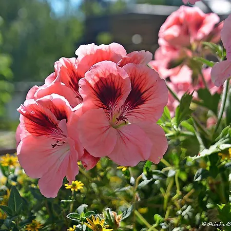 بيت ضيافة Fruehstueckspension Lemberger Dellach im Drautal