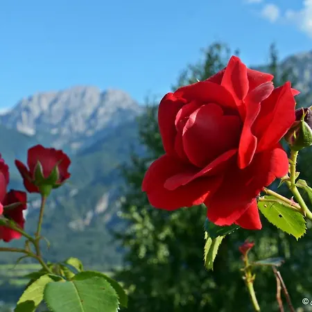 Fruehstueckspension Lemberger