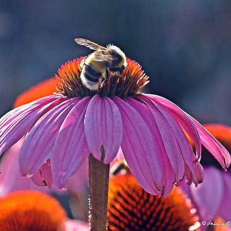 Fruehstueckspension Lemberger 3* Dellach im Drautal