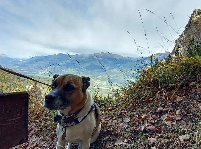 Pensionat Fruehstueckspension Lemberger 3*